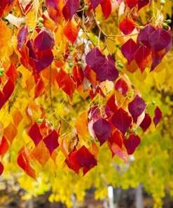 Eastern Redbud Tree Seeds - 20 Pink Flowering Native Tree Seeds, Cercis Canadensis - Image 7