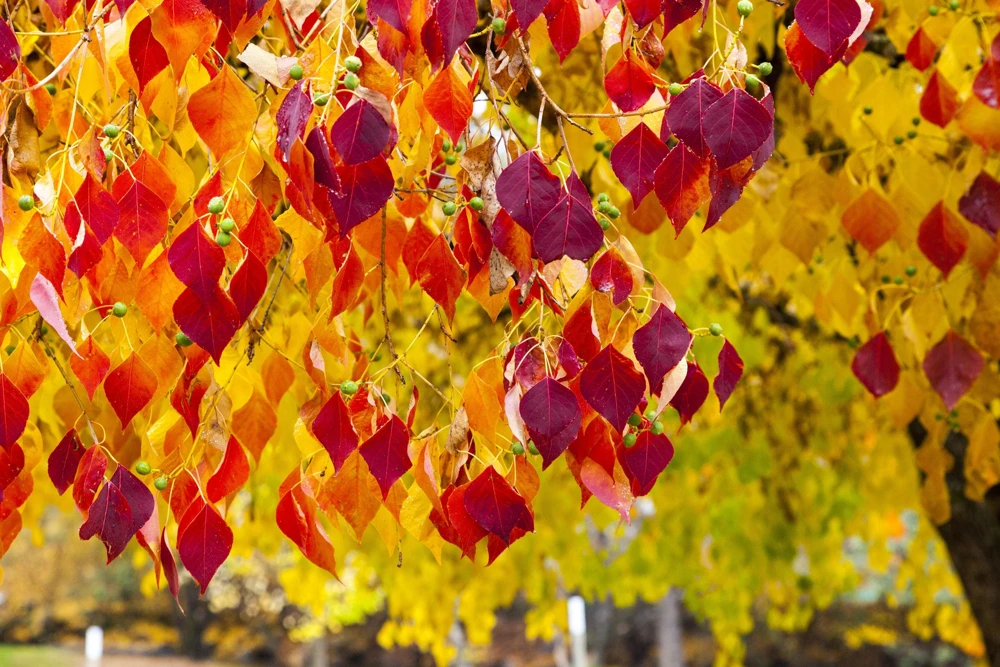 Eastern Redbud Tree Seeds - 20 Pink Flowering Native Tree Seeds, Cercis Canadensis - Image 7