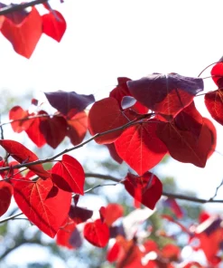 Eastern Redbud Tree Seeds - 20 Pink Flowering Native Tree Seeds, Cercis Canadensis - Image 8