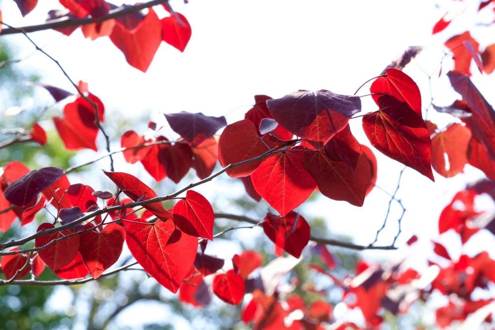 Eastern Redbud Tree Seeds - 20 Pink Flowering Native Tree Seeds, Cercis Canadensis - Image 8