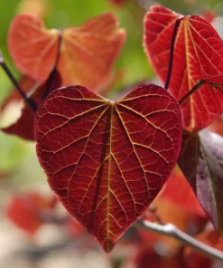 Eastern Redbud Tree Seeds - 20 Pink Flowering Native Tree Seeds, Cercis Canadensis - Image 9
