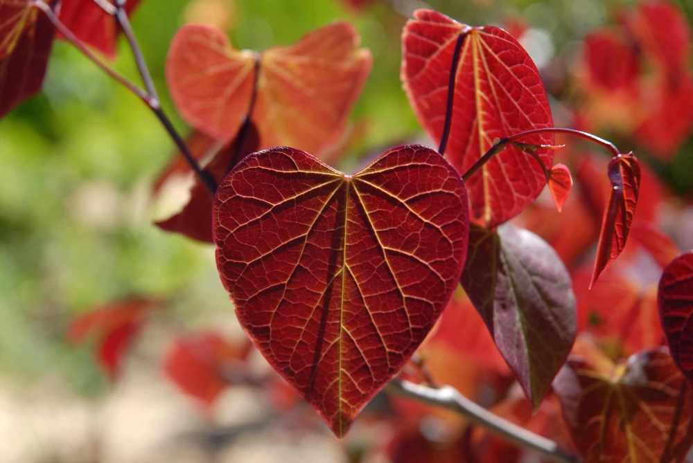 Eastern Redbud Tree Seeds - 20 Pink Flowering Native Tree Seeds, Cercis Canadensis - Image 9
