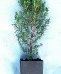 Eastern Redcedar Live Plant (Juniperus virginiana) - 2 Potted Seedlings, Full Sun - Image 3