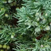 Eastern Redcedar Live Plant (Juniperus virginiana) - 2 Potted Seedlings, Full Sun - Image 1