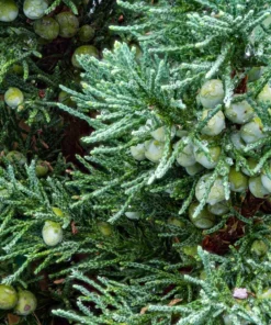 Eastern Redcedar Live Plant (Juniperus virginiana) - 2 Potted Seedlings, Full Sun - Image 1