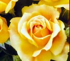 Easy Going Rose Bush Live Plant – 4 inch Pot – Creamy Yellow Ruffled Blooms – Outdoor - Image 2