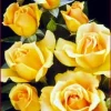 Easy Going Rose Bush Live Plant – 4 inch Pot – Creamy Yellow Ruffled Blooms – Outdoor - Image 1