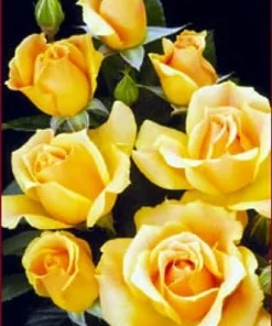 Easy Going Rose Bush Live Plant – 4 inch Pot – Creamy Yellow Ruffled Blooms – Outdoor - Image 1
