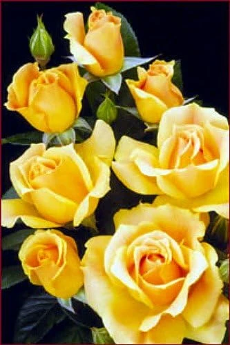Easy Going Rose Bush Live Plant – 4 inch Pot – Creamy Yellow Ruffled Blooms – Outdoor - Image 1