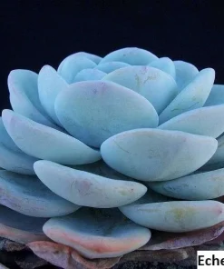 Echeveria Laui Seeds - 20 Pack Succulent Seeds for Indoor & Outdoor - Image 2