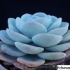 Echeveria Laui Seeds - 20 Pack Succulent Seeds for Indoor & Outdoor - Image 1