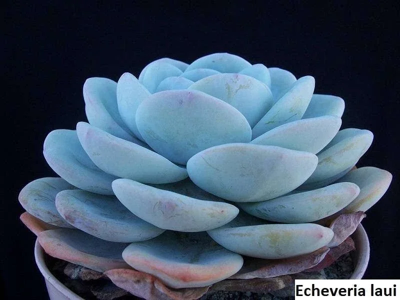 Echeveria Laui Seeds - 20 Pack Succulent Seeds for Indoor & Outdoor - Image 1