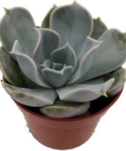 Echeveria Lilacina Succulent Live Plant – White Ghost Desert Rose – 2.5" Pot - Image 2