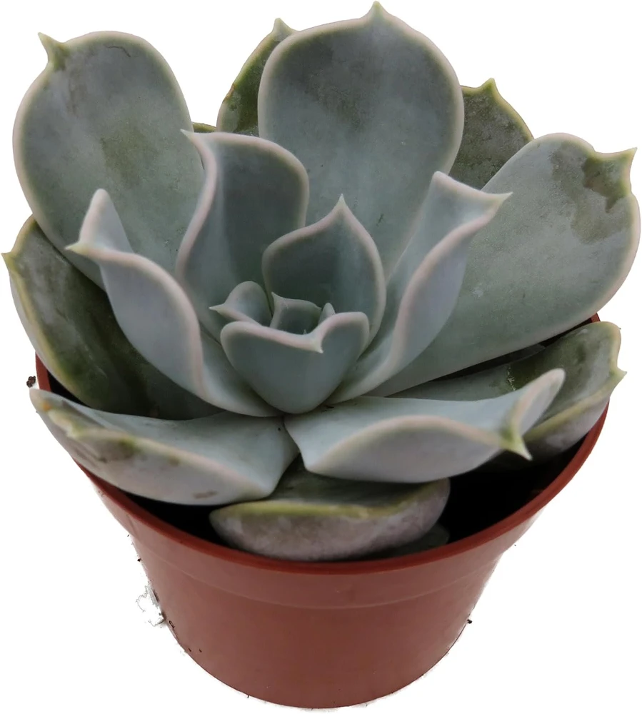 Echeveria Lilacina Succulent Live Plant – White Ghost Desert Rose – 2.5" Pot - Image 2