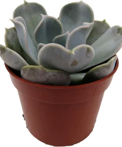 Echeveria Lilacina Succulent Live Plant – White Ghost Desert Rose – 2.5
