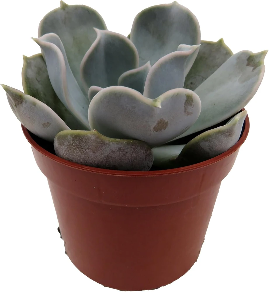 Echeveria Lilacina Succulent Live Plant – White Ghost Desert Rose – 2.5" Pot - Image 3