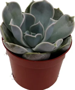 Echeveria Lilacina Succulent Live Plant – White Ghost Desert Rose – 2.5