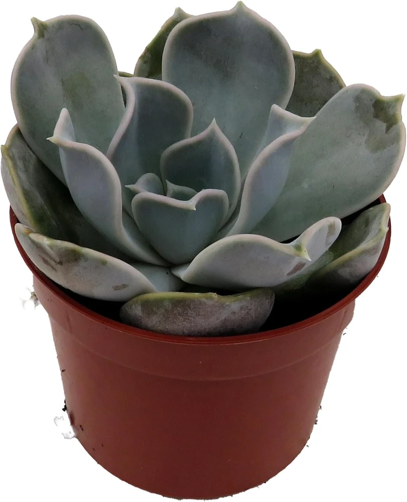 Echeveria Lilacina Succulent Live Plant – White Ghost Desert Rose – 2.5" Pot - Image 4