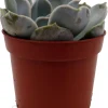 Echeveria Lilacina Succulent Live Plant – White Ghost Desert Rose – 2.5" Pot - Image 1