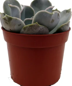 Echeveria Lilacina Succulent Live Plant – White Ghost Desert Rose – 2.5