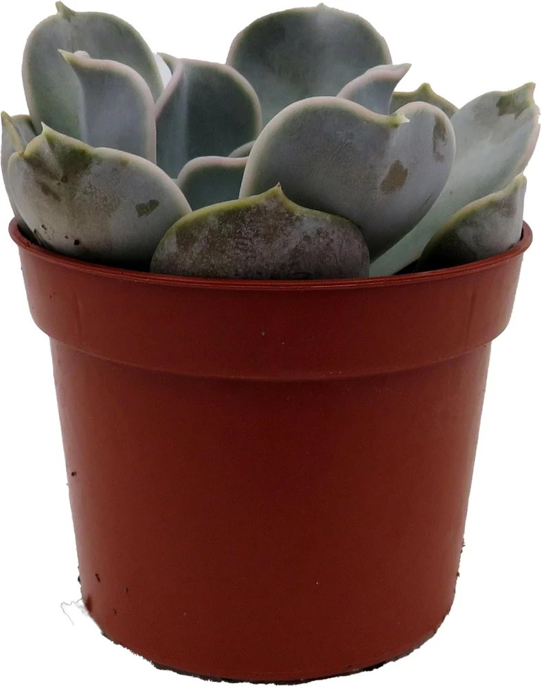 Echeveria Lilacina Succulent Live Plant – White Ghost Desert Rose – 2.5" Pot - Image 1