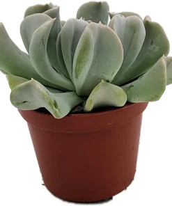 Echeveria runyonii Succulent Live Plant - 2.5" Pot - Desert Rose - Image 2