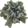 Echeveria runyonii Succulent Live Plant - 2.5" Pot - Desert Rose - Image 1