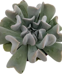 Echeveria runyonii Succulent Live Plant - 2.5