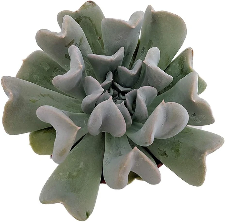 Echeveria runyonii Succulent Live Plant - 2.5" Pot - Desert Rose - Image 1