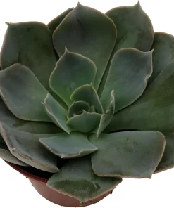 Echeveria Shaviana Truffles Succulent Plant – Live Plant – 2.5" Pot – Indoor/Outdoor - Image 2
