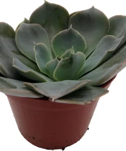 Echeveria Shaviana Truffles Succulent Plant – Live Plant – 2.5