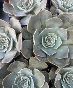 Echeveria Shaviana Truffles Succulent Plant – Live Plant – 2.5