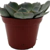 Echeveria Shaviana Truffles Succulent Plant – Live Plant – 2.5" Pot – Indoor/Outdoor - Image 1