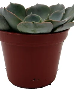 Echeveria Shaviana Truffles Succulent Plant – Live Plant – 2.5