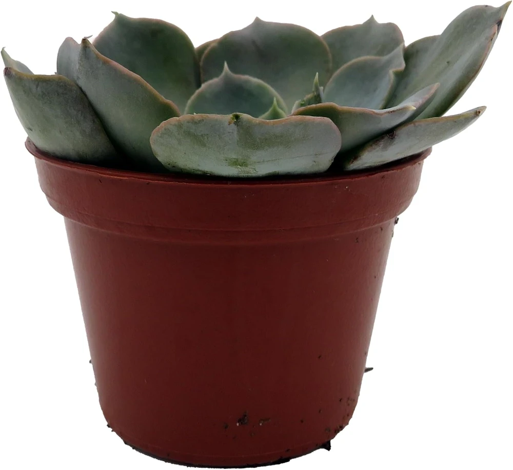 Echeveria Shaviana Truffles Succulent Plant – Live Plant – 2.5" Pot – Indoor/Outdoor - Image 1