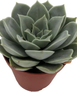 Echeveria Succulent Live Plant – 2 inch Pot – Easy Care Indoor/Outdoor - Image 2