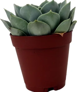 Echeveria Succulent Live Plant – 2 inch Pot – Easy Care Indoor/Outdoor - Image 3