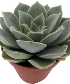 Echeveria Succulent Live Plant – 2 inch Pot – Easy Care Indoor/Outdoor - Image 4