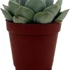 Echeveria Succulent Live Plant – 2 inch Pot – Easy Care Indoor/Outdoor - Image 1
