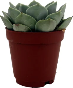 Echeveria Succulent Live Plant – 2 inch Pot – Easy Care Indoor/Outdoor - Image 1