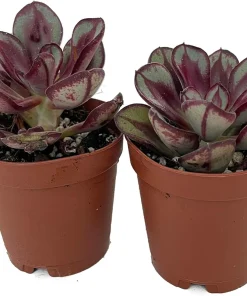 Echeveria Succulent Plants Live - 2 Pack in 2 inch Pots - Easy Care Indoor/Outdoor - Image 2
