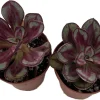 Echeveria Succulent Plants Live - 2 Pack in 2 inch Pots - Easy Care Indoor/Outdoor - Image 1