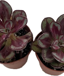 Echeveria Succulent Plants Live - 2 Pack in 2 inch Pots - Easy Care Indoor/Outdoor - Image 1