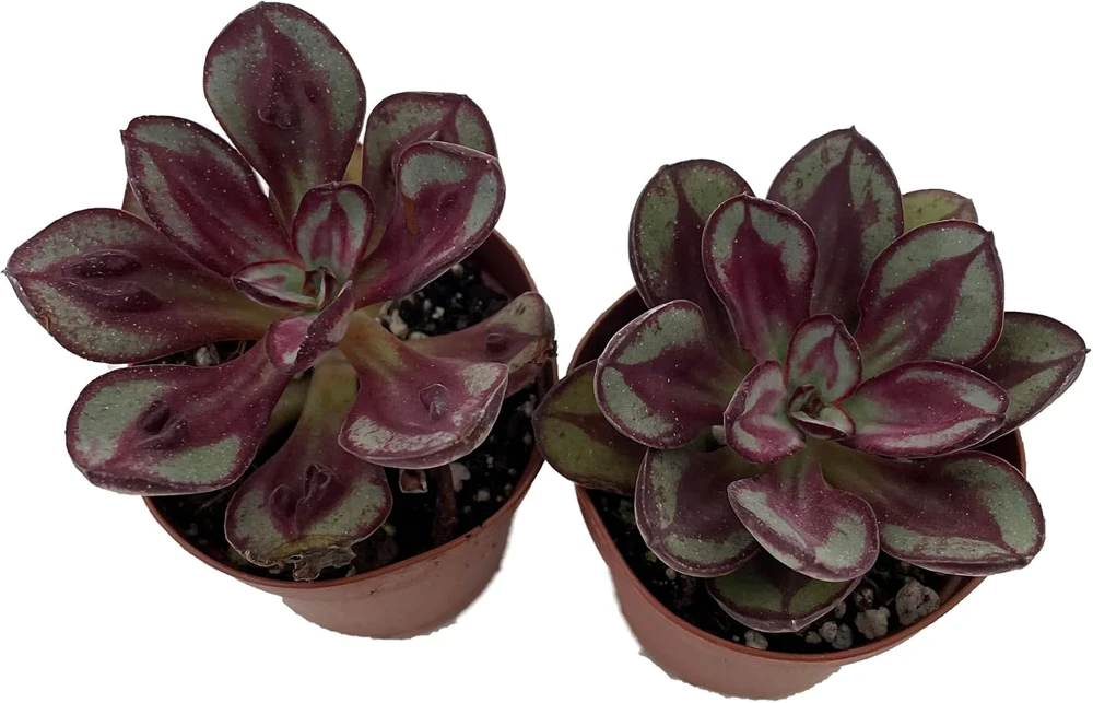 Echeveria Succulent Plants Live - 2 Pack in 2 inch Pots - Easy Care Indoor/Outdoor - Image 1