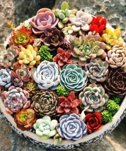 Echeveria Variety Mix Succulent Seeds - 100+ Exotic Flowering Seeds - Image 2