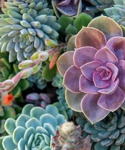 Echeveria Variety Mix Succulent Seeds - 100+ Exotic Flowering Seeds - Image 3