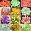 Echeveria Variety Mix Succulent Seeds - 100+ Exotic Flowering Seeds - Image 1