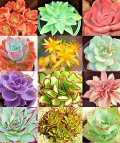 Echeveria Variety Mix Succulent Seeds - 100+ Exotic Flowering Seeds - Image 1