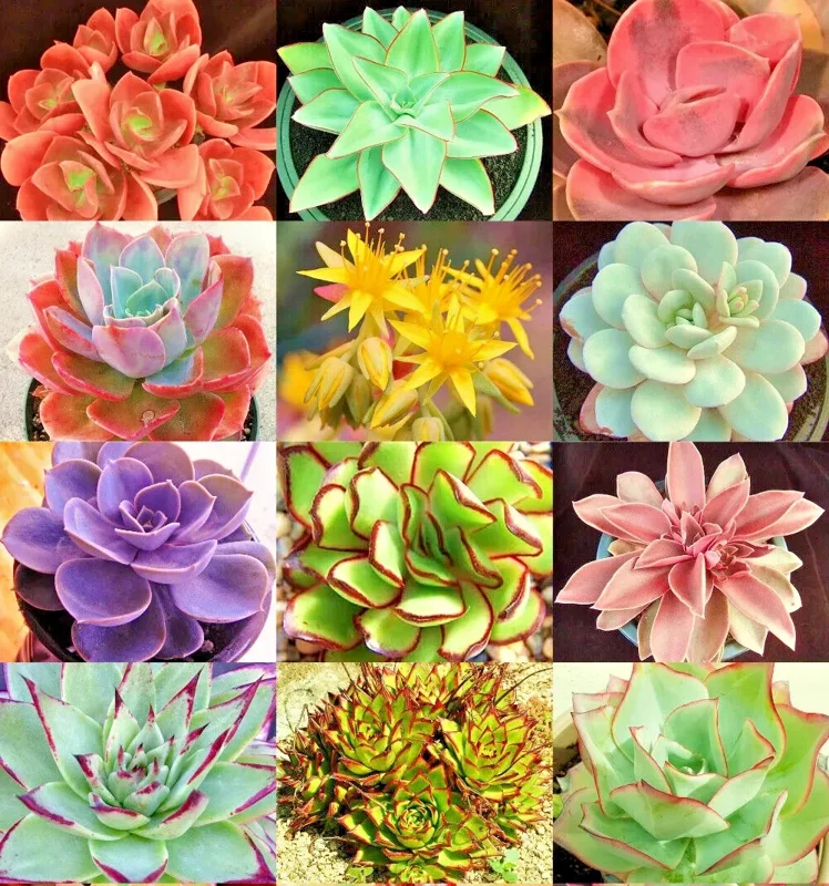 Echeveria Variety Mix Succulent Seeds - 100+ Exotic Flowering Seeds - Image 1