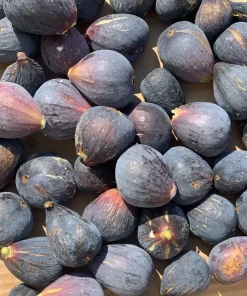 Edible Fig Tree Seeds – Ficus Carica – 30 Seeds – Purple Brown Fruit - Image 11
